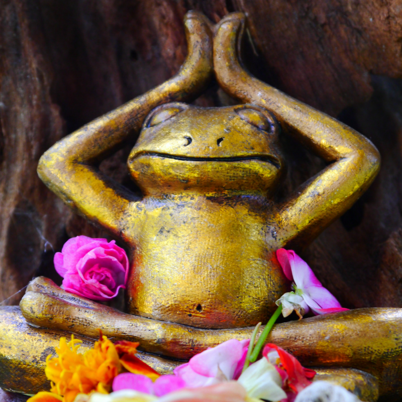 Lotus Frog Yoga Fountain Hills Arizona